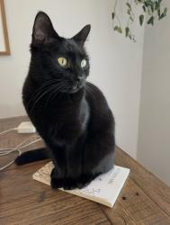 Lost Female Cat last seen Angus Ln and Marlborough, Asheville, NC 28805