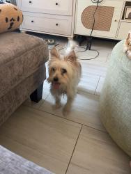 Reunited Female Dog last seen Near Clay Pitts rd , East Northport, NY 11731