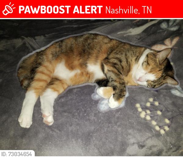 Lost Female Cat last seen Madeline Drive and Fairlane Drive Nashville Tennessee 37211, Nashville, TN 37211