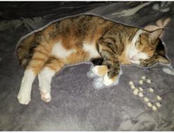 Lost Female Cat last seen Madeline Drive and Fairlane Drive Nashville Tennessee 37211, Nashville, TN 37211