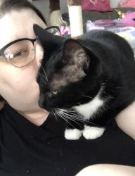 Lost Female Cat last seen Tallmage, Akron, OH 44310