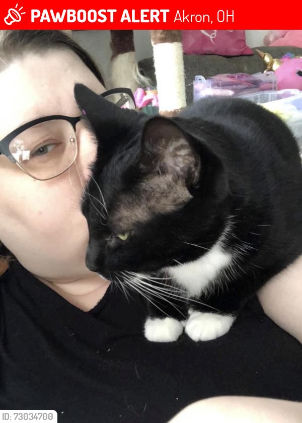 Lost Female Cat last seen Tallmage, Akron, OH 44310