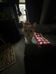Reunited Male Cat last seen Near W 31st Pl, Chicago, IL 60608
