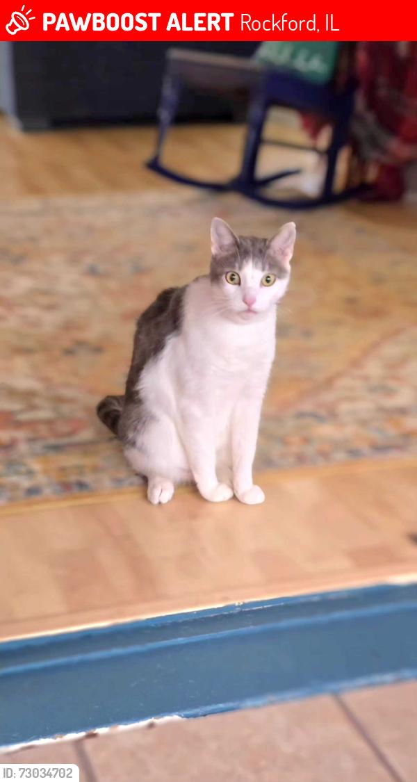 Lost Male Cat last seen Van Wie Ave and Rockton, Rockford, IL 61103