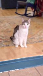 Lost Male Cat last seen Van Wie Ave and Rockton, Rockford, IL 61103