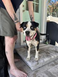 Found/Stray Unknown Dog last seen 62nd Ave N, St. Petersburg, FL 33703