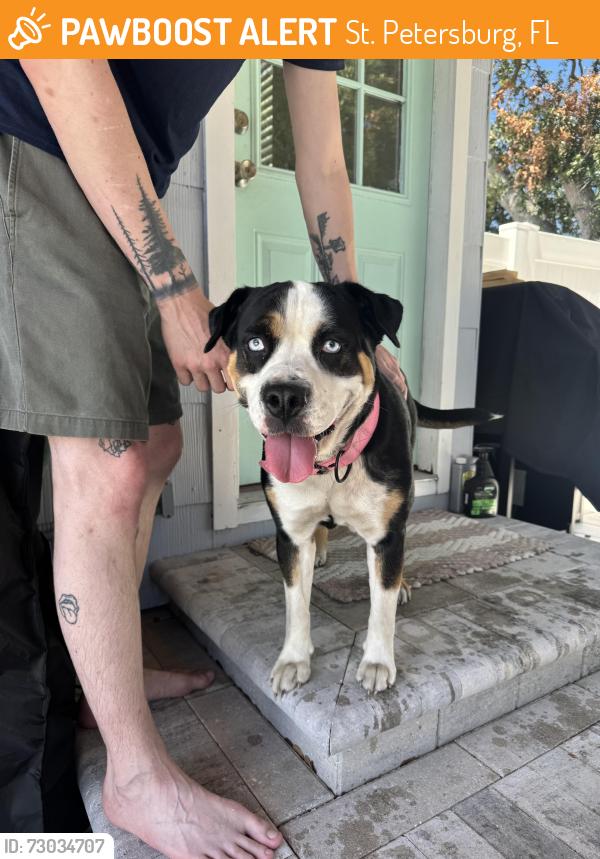 Found/Stray Unknown Dog last seen 62nd Ave N, St. Petersburg, FL 33703