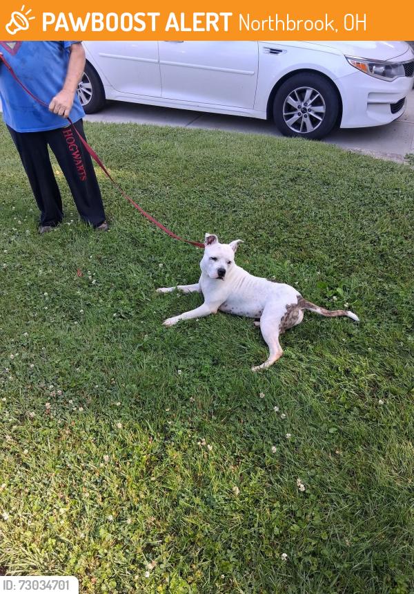 Found/Stray Female Dog last seen Dunraven and Menominee, Northbrook, OH 45251