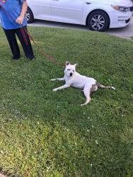 Found/Stray Female Dog last seen Dunraven and Menominee, Northbrook, OH 45251