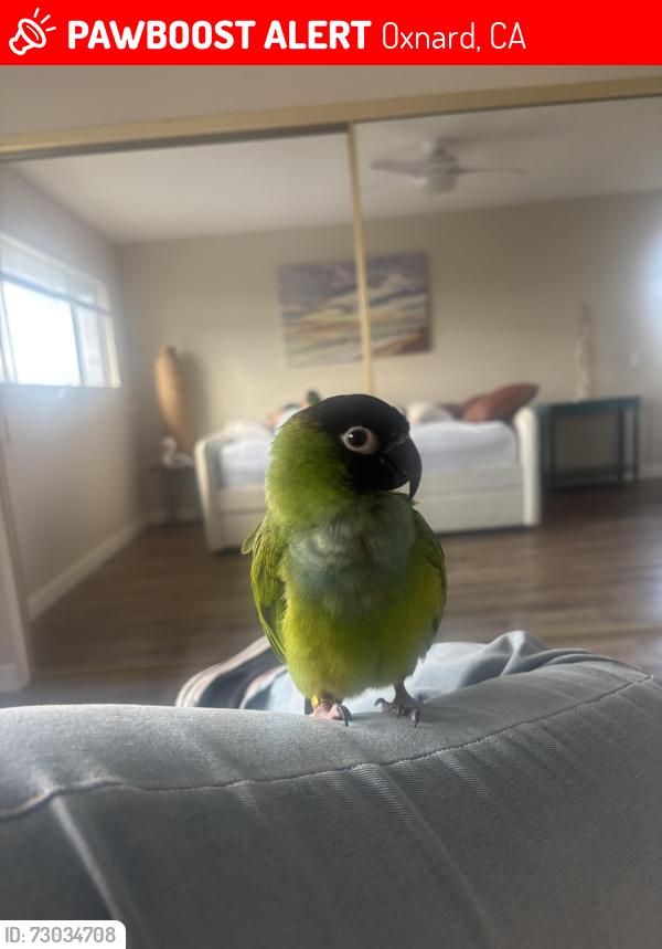 Lost Male Bird last seen Ironbark and bluebell, Oxnard, CA 93036