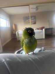 Lost Male Bird last seen Ironbark and bluebell, Oxnard, CA 93036