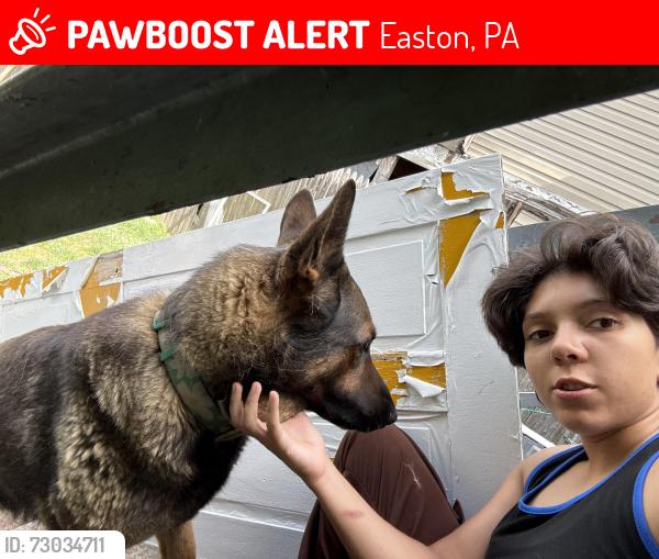 Lost Male Dog last seen Near s 12th St Easton PA, Easton, PA 18042