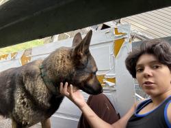 Lost Male Dog last seen Near s 12th St Easton PA, Easton, PA 18042
