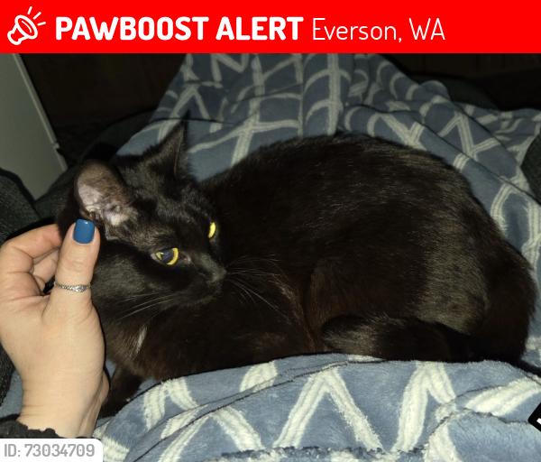 Lost Female Cat last seen Massey & Oatcoles, Everson, WA 98247