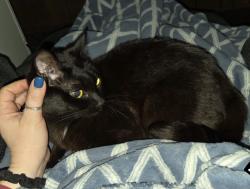 Lost Female Cat last seen Massey & Oatcoles, Everson, WA 98247