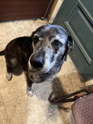 Found/Stray Male Dog last seen Wilcox St and Angel St, Lafayette, LA 70508