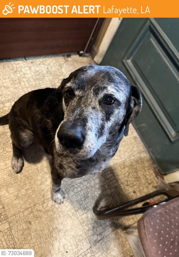 Found/Stray Male Dog last seen Wilcox St and Angel St, Lafayette, LA 70508