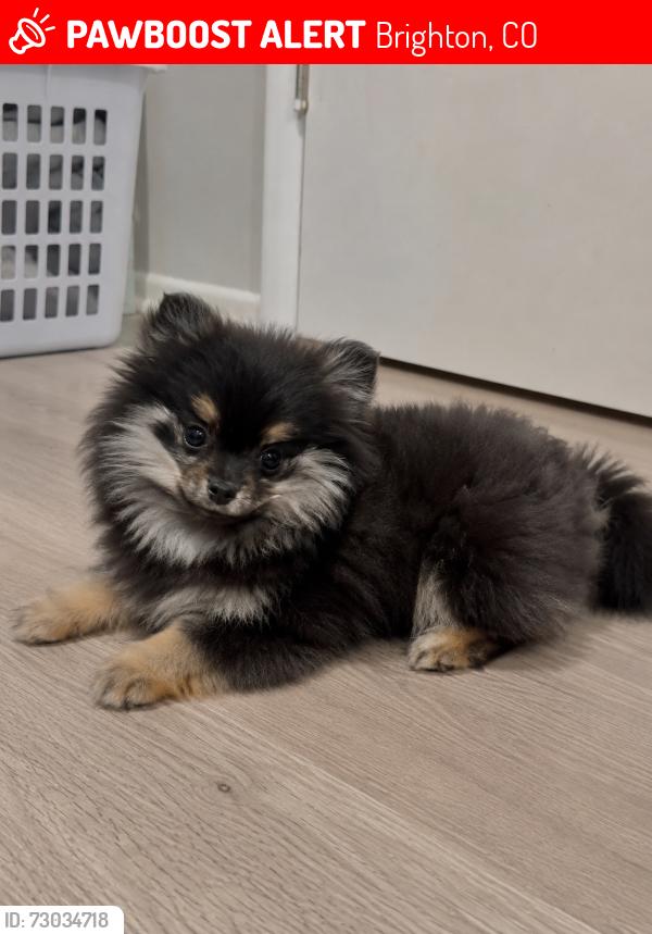 Lost Female Dog last seen Southern st , Brighton, CO 80601