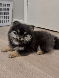 Lost Female Dog last seen Southern st , Brighton, CO 80601