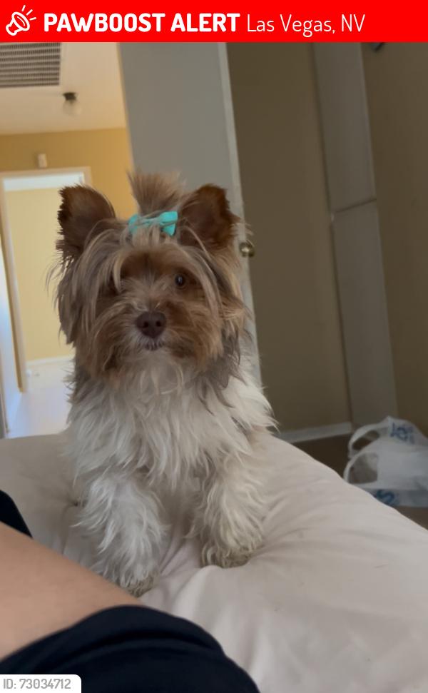 Lost Female Dog last seen not sure, Las Vegas, NV 89110