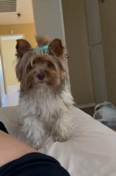 Lost Female Dog last seen not sure, Las Vegas, NV 89110