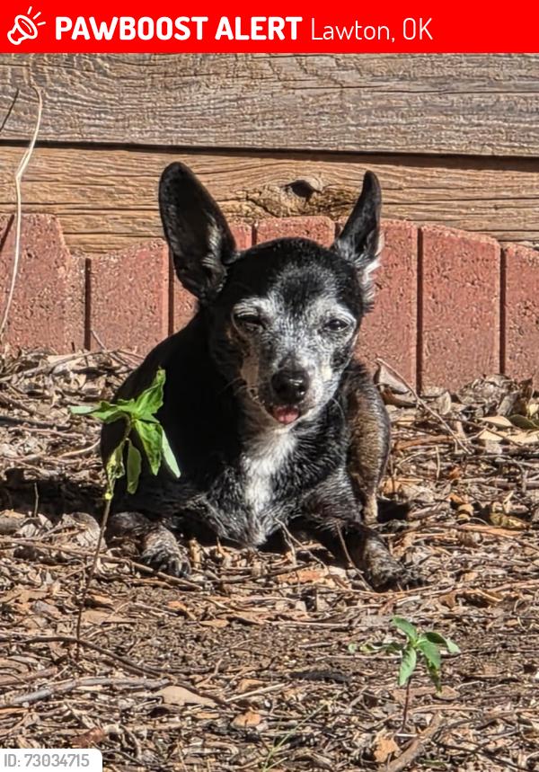 Lost Female Dog last seen NW 75th ST and NW Willow Creek DR, Lawton, OK 73505