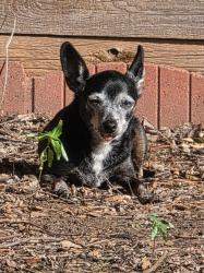 Lost Female Dog last seen NW 75th ST and NW Willow Creek DR, Lawton, OK 73505