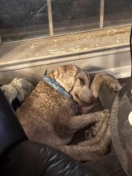 Lost Male Dog last seen West road and ashfork drive  near winchester pool, Houston, TX 77064