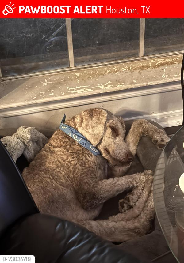 Lost Male Dog last seen West road and ashfork drive  near winchester pool, Houston, TX 77064