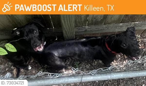 Found/Stray Unknown Dog last seen In my backyard stuck between the gates in my backyard, Killeen, TX 76541