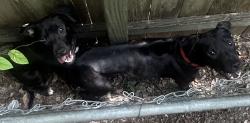 Found/Stray Unknown Dog last seen In my backyard stuck between the gates in my backyard, Killeen, TX 76541