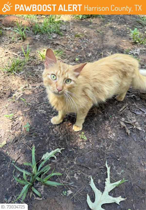 Found/Stray Male Cat last seen Athens Church Cemetery, Harrison County, TX 75650