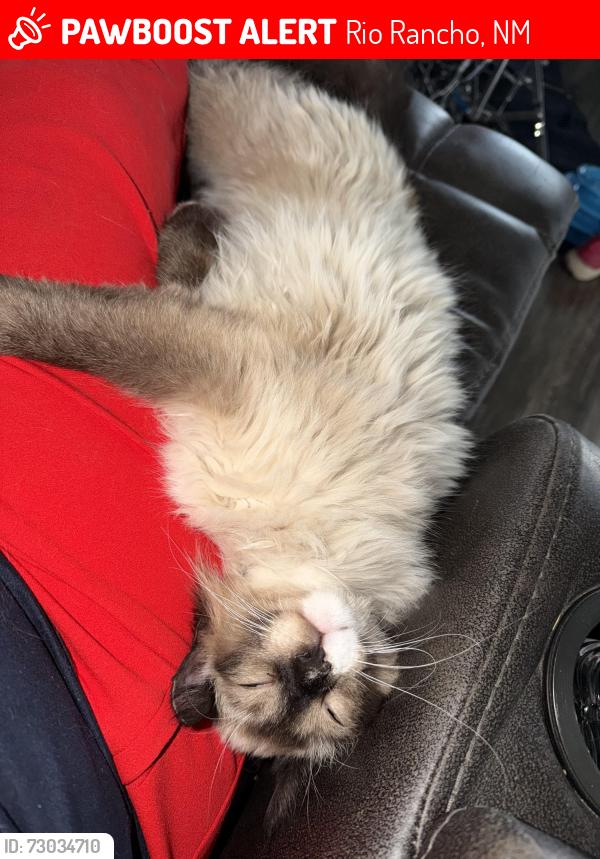 Lost Female Cat last seen Apache loop SW and Hondo st Rio Rancho, Rio Rancho, NM 87124