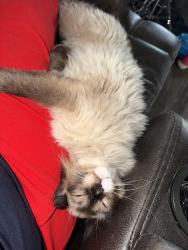 Lost Female Cat last seen Apache loop SW and Hondo st Rio Rancho, Rio Rancho, NM 87124