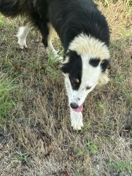 Found/Stray Unknown Dog last seen Orama, Denton County, TX 76266
