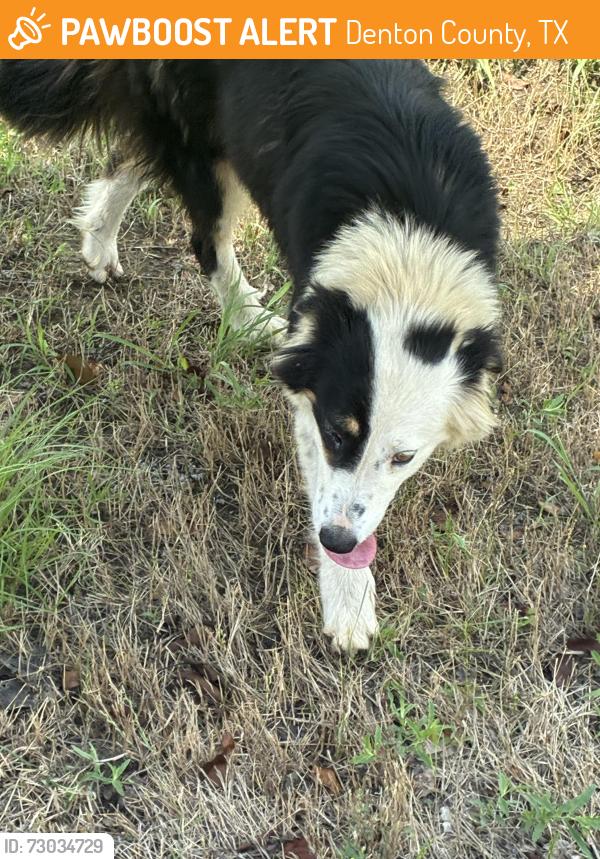 Found/Stray Unknown Dog last seen Orama, Denton County, TX 76266