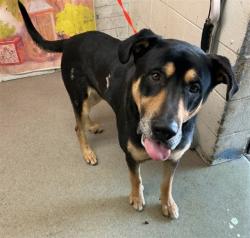 Shelter Stray Male Dog last seen N L ST & W 10TH ST, SAN BERNARDINO, CA, 92411, USA, 333 Chandler Pl, San Bernardino, CA 92408, USA