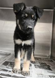 Shelter Stray Female Dog last seen , 3201 Lacy St, Los Angeles, CA 90031, USA