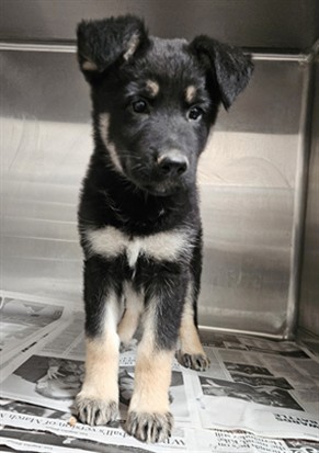 Shelter Stray Female Dog last seen , 3201 Lacy St, Los Angeles, CA 90031, USA