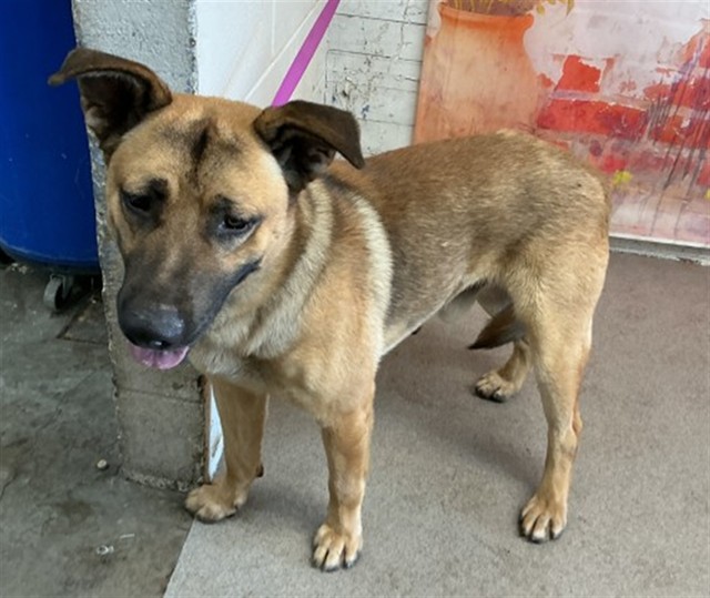 Shelter Stray Male Dog last seen N L ST & W 10TH ST, SAN BERNARDINO, CA, 92411, USA, 333 Chandler Pl, San Bernardino, CA 92408, USA