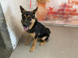 Shelter Stray Male Dog last seen IRVINGTON AVE & N WALNUT AVE, SAN BERNARDINO, CA, 92407, USA, 333 Chandler Pl, San Bernardino, CA 92408, USA