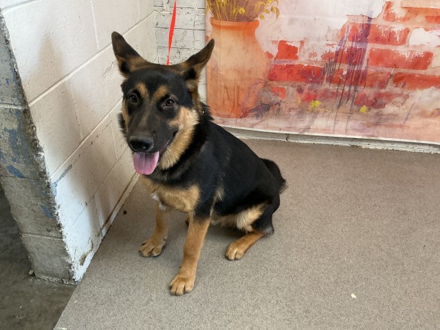 Shelter Stray Male Dog last seen IRVINGTON AVE & N WALNUT AVE, SAN BERNARDINO, CA, 92407, USA, 333 Chandler Pl, San Bernardino, CA 92408, USA