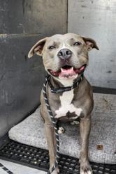 Shelter Stray Female Dog last seen , 11361 W Pico Blvd, Los Angeles, CA 90064, USA