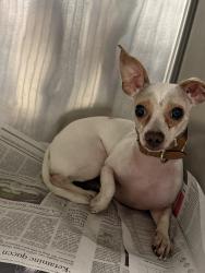 Shelter Stray Female Dog last seen , 14409 Vanowen St, Van Nuys, CA 91405, USA