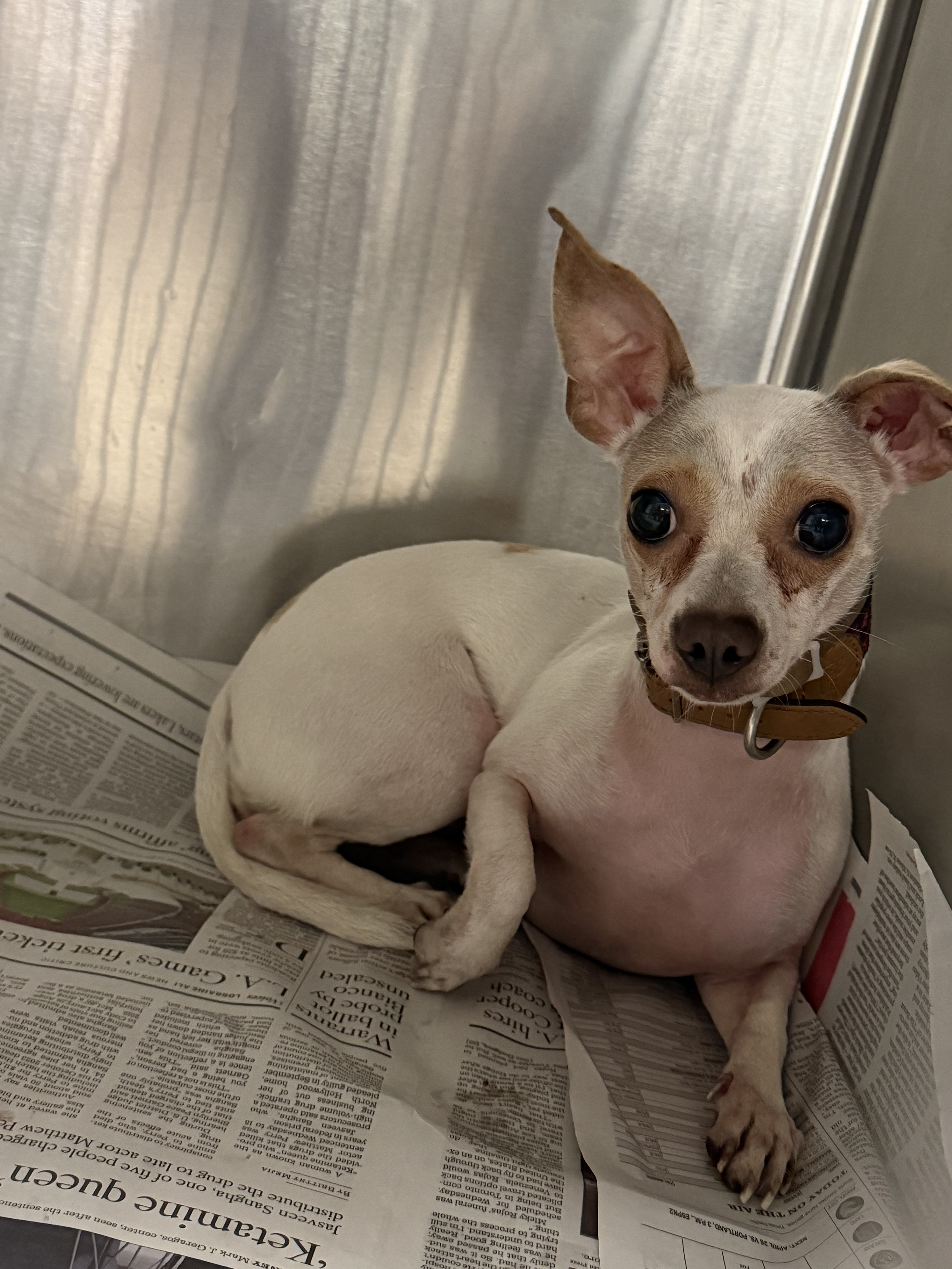Shelter Stray Female Dog last seen , 14409 Vanowen St, Van Nuys, CA 91405, USA