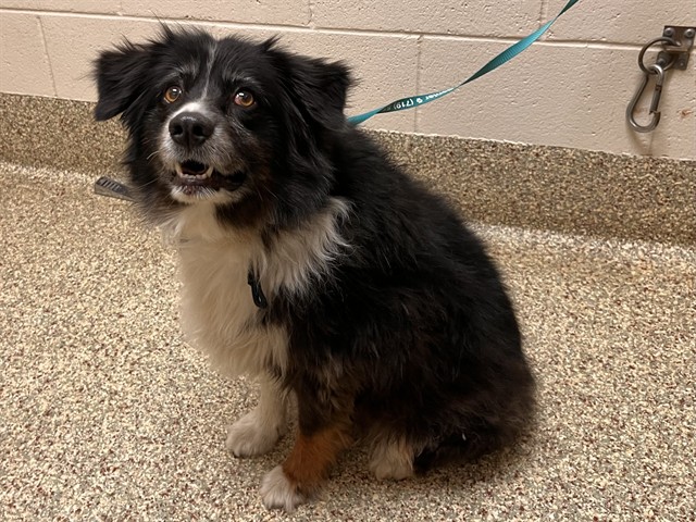 Shelter Stray Male Dog last seen Near BLOCK BLACK FOREST RD, COLORADO SPRINGS CO 80923, 610 Abbot Ln, Colorado Springs, CO 80905, USA