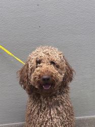 Shelter Stray Male Dog last seen MOUNT HOOD, 655 N Mojave Rd, Las Vegas, NV 89101, USA