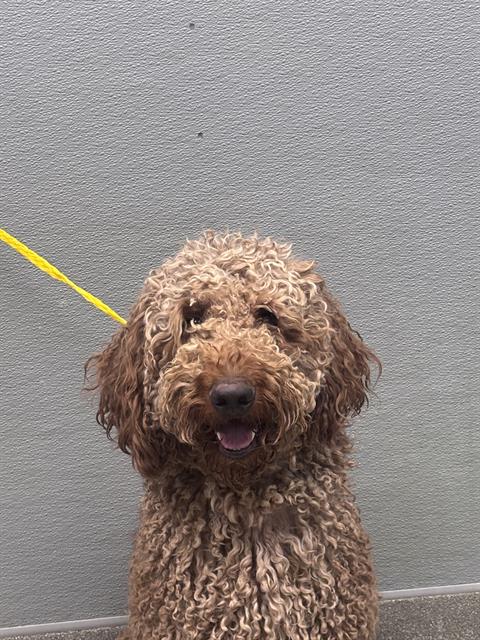 Shelter Stray Male Dog last seen MOUNT HOOD, 655 N Mojave Rd, Las Vegas, NV 89101, USA