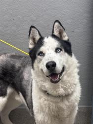Shelter Stray Male Dog last seen Near BLOCK E TWAIN AVE, LAS VEGAS NV 89169, 655 N Mojave Rd, Las Vegas, NV 89101, USA