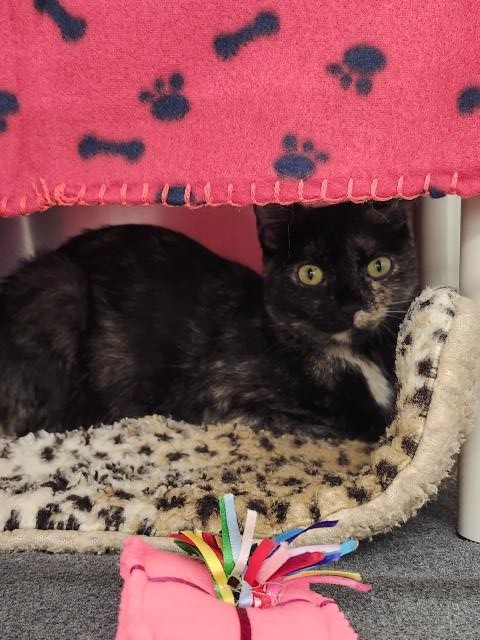 Shelter Stray Female Cat last seen Near BLOCK E HANCOCK ST, DETROIT MI 48201, 7401 Chrysler Dr, Detroit, MI 48211, USA